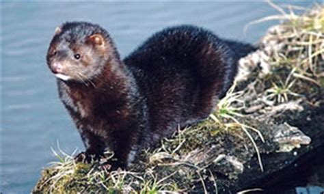 SUPER ANIMAL: Mink