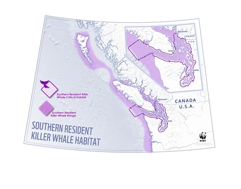 Southern Resident Killer Whales Facts Info And More Wwfca