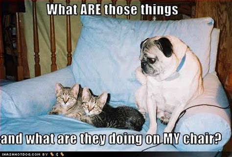 Funny Image Gallery Funny Pictures Of Dogs With Captions