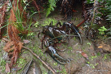 The Tasmanian Giant Freshwater Lobster Astacopsis Gouldi The