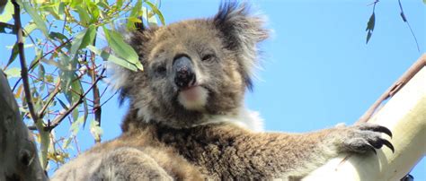 Wild Koala Day Saving Koalas