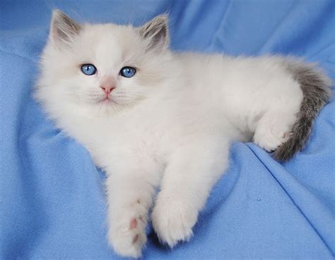 The ragdoll's founding breeder, ann baker, claimed that the founding cat of the breed, josephine, was taken to a a secret laboratory. Available Ragdoll Kittens - Ragdolls kittens for sale ...