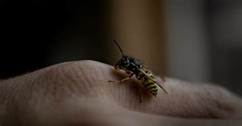 Payne, usda agricultural research service, bugwood.org. 2021 Wasp Exterminator Cost: Wasp Removal Cost Explained
