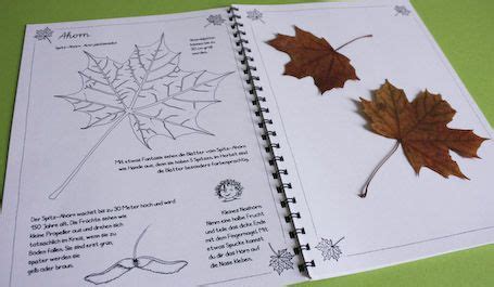 Ob restliche getrocknete blätter, zeichnungen. herbarium gestalten - Google-Suche | Herbarium vorlage, Gestalten, Grundschule