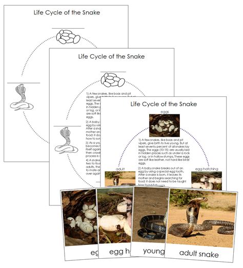 The Snake Life Cycle Nomenclature Cards Charts Montessori Teaching Resources