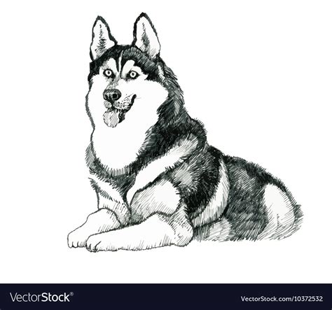 Sketched Husky Dog Hand Drawn Royalty Free Vector Image