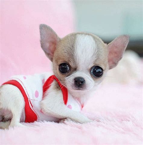 33 Apple Head Chihuahua Lifespan Image Bleumoonproductions