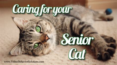 Caring For Your Senior Cat Feline Behavior Solutions Cat Behaviorist