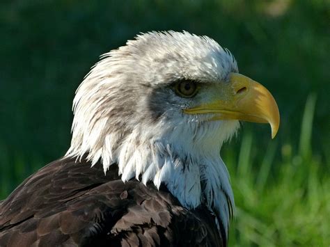 Bald Eagle Bird Of Prey Portrait · Free Photo On Pixabay