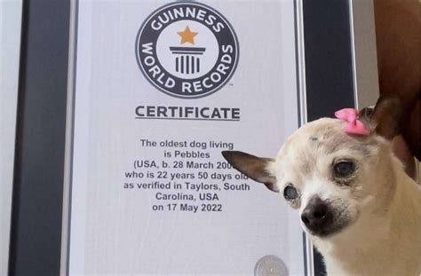„Ältester Hund der Welt“ tot: Hündin Pebbles hielt Guinness-Weltrekord