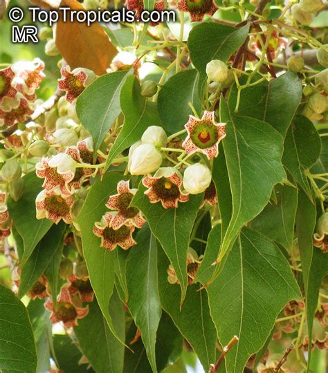 I have the australian bottle tree (brachychiton populneus) planted about 8 years ago and it has grown exceedingly well. Brachychiton populneus, Kurrajong, Bottle Tree ...