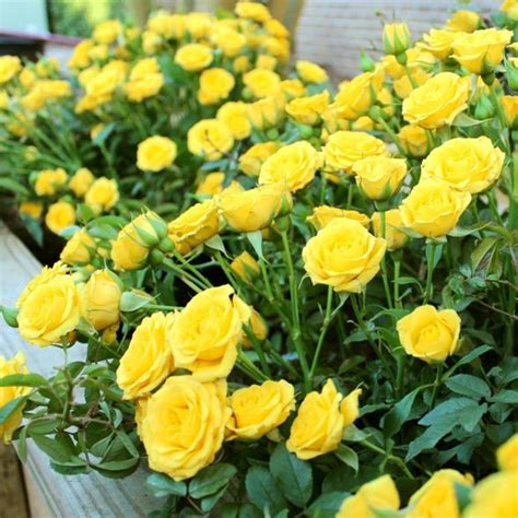 3pc Mini Rose Rise And Shine National Plant Network Mini Roses