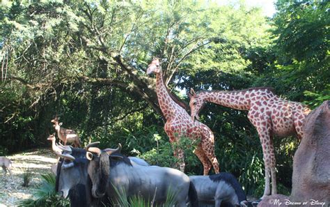 Disney's exotic jungle cruise attraction has enchanted visitors since its opening day at disneyland in 1955. The Jungle Cruise is a unique, original Magic Kingdom ride!