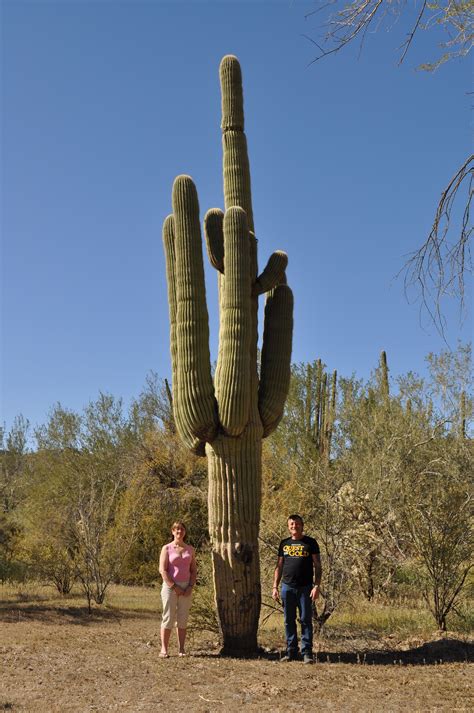 Arizona Cactus See How Big The Cactus Is Compared To Us Arizona