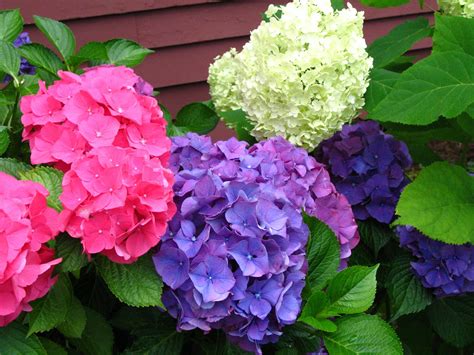 Bloomingwriter: Gardening in Nova Scotia: Hydrangeas ... You can install this wallpaper on your.