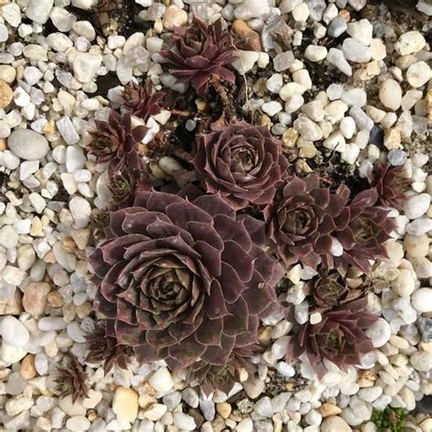 20 Hens And Chicks Cuttings Sempervivum Etsy Hens And Chicks
