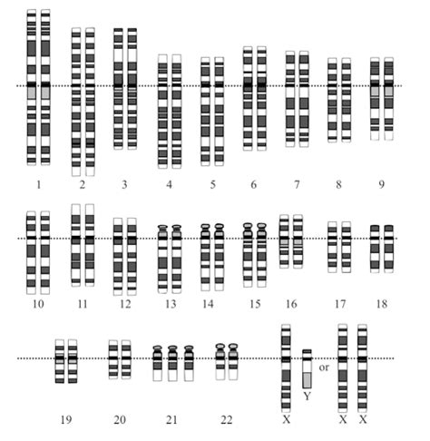 Student exploration natural selection gizmo answer key keywords: IB Biology Notes - 4.2 Meiosis