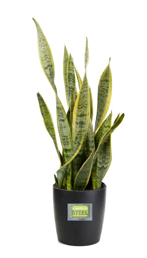 Costa Farms Introduces Durable Plants Of Steel Houseplant Collection