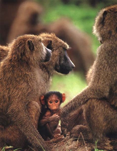 Encyclopaedia Of Babies Of Beautiful Wild Animals The Baby Baboon