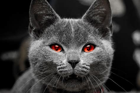 Supercoloring.com is a super fun for all ages: Americans Love Dogs, Are Frightened by Snakes ...