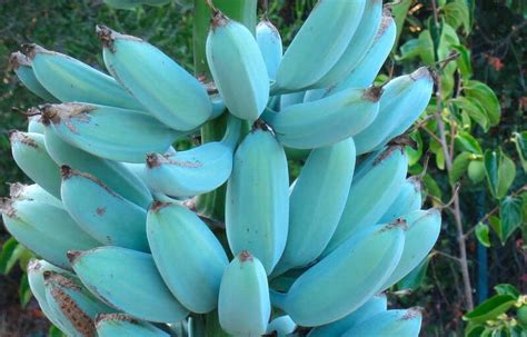 Blue Java Bananas Everything You Need To Know About This Magical Fruit