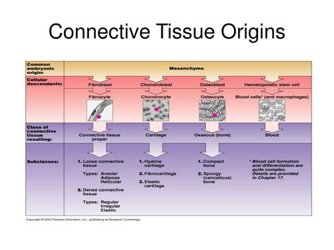PPT - TISSUE: THE LIVING FABRIC PowerPoint Presentation ...