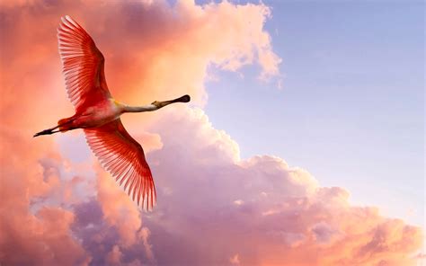 The Roseate Spoonbill Wallpapers Hd Wallpapers Id 9807