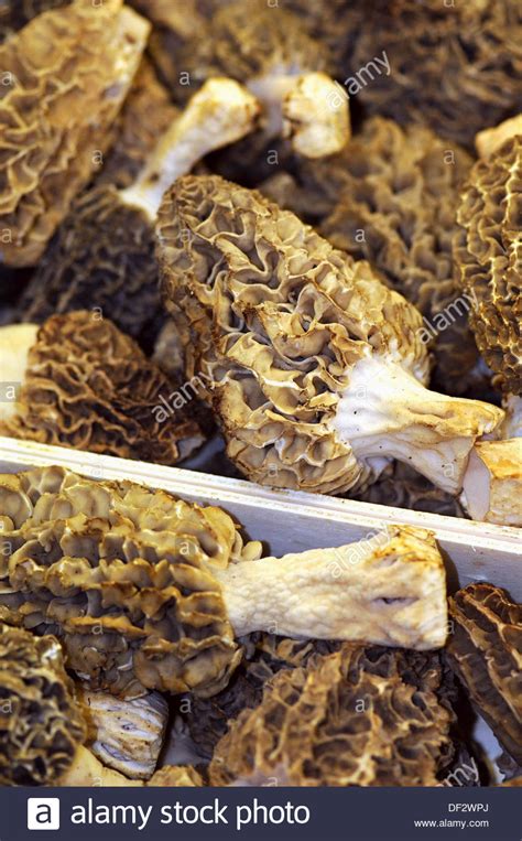 Morchella Vulgaris High Resolution Stock Photography and Images - Alamy