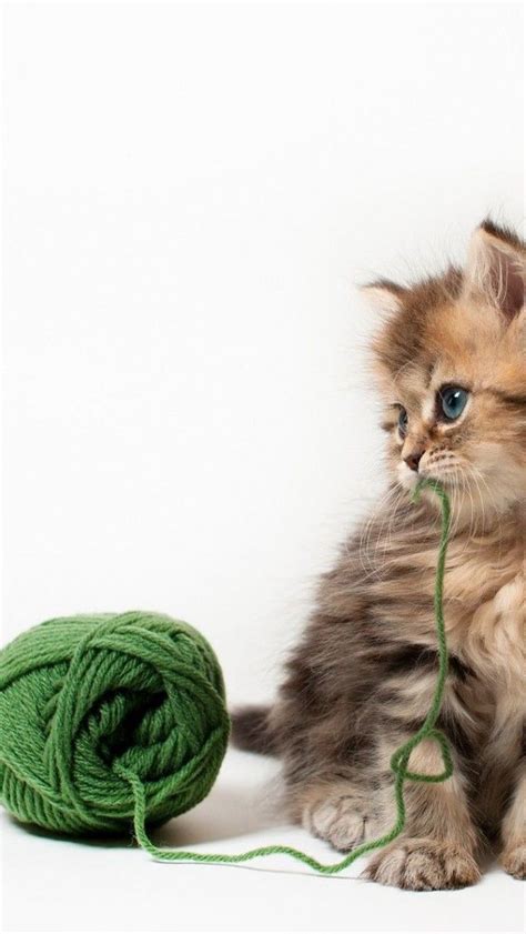 kitten with a ball of yarn kittens cutest cute cats beautiful cats