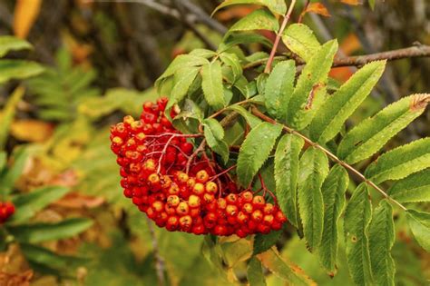 Cons Of African Sumac Trees With Pictures Ehow