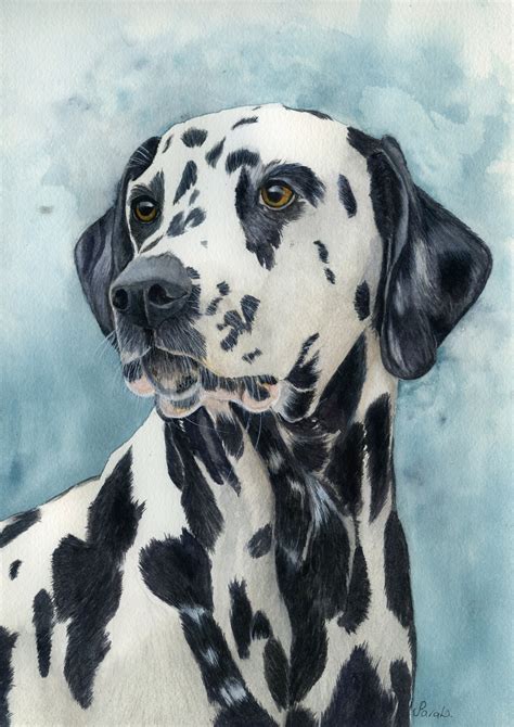 Dalmatian Dog A Fine Art Print From An Original Watercolour Etsy