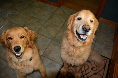 See full list on wikihow.com Animal Clinic at Thorndale, p.c.Attention Seeking Behavior ...