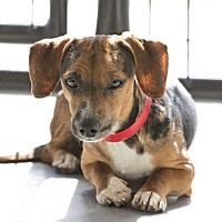 It's also created a cottage once the doors opened, potential pet owners showed up. Colorado Springs, CO - Dachshund. Meet Diesel a Pet for ...