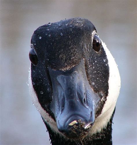 Not Yer Typical Canada Goose Photo Great Animals And Pets Baby