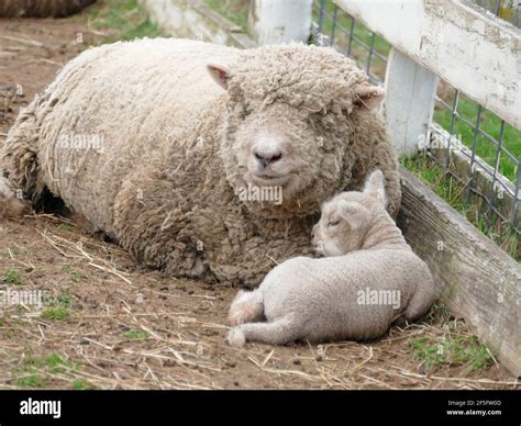 The Sweetest Photograph Of A Mother Sheep Showing Affection And Love To