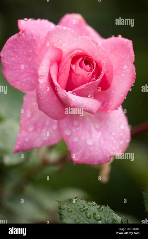 Pink Hybrid Tea Rose Florists Rose Very Disease Resistant And
