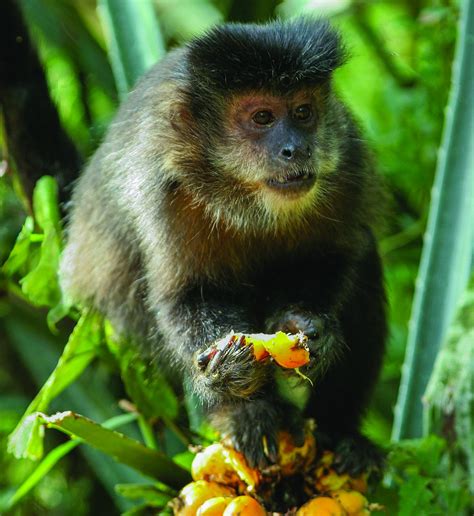 Wild Capuchin Monkeys Found Able To Remember Where And When Their Food