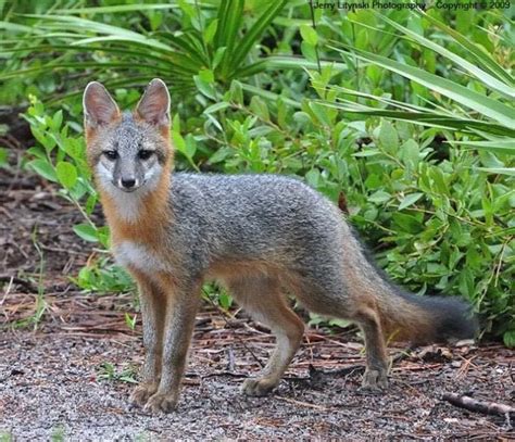 Gray Fox Wildlife Illinois