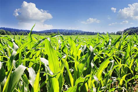 Hd Wallpaper Maize Corn Agricultural Organic Sky Crop Grain