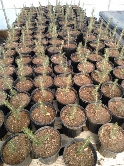 Colorado Blue Spruce Seedlings And Open Thursdays Fridays And