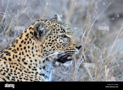 African Leopard Cub High Resolution Stock Photography And Images Alamy