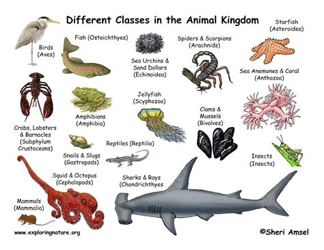 With few exceptions, animals consume organic material, breathe oxygen, are able to move, reproduce sexually, and grow from a hollow sphere of cells, the blastula, during embryonic development. Classification of Animals - Animal Classes