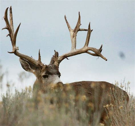 Pin By John Paulin On Grumpys Muleys Big Deer Mule Deer Hunting