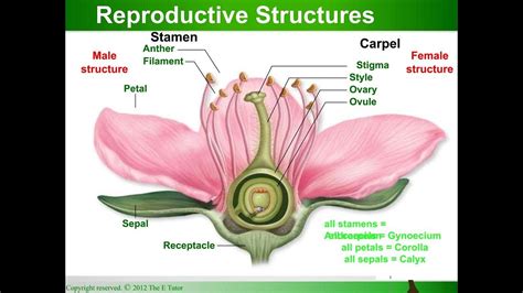 Morphology Of A Flower Introduction Youtube