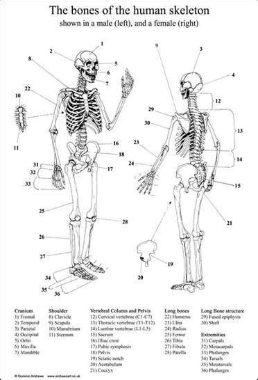 Free Printable Human Body Diagram For Kids Labeled And Unlabeled