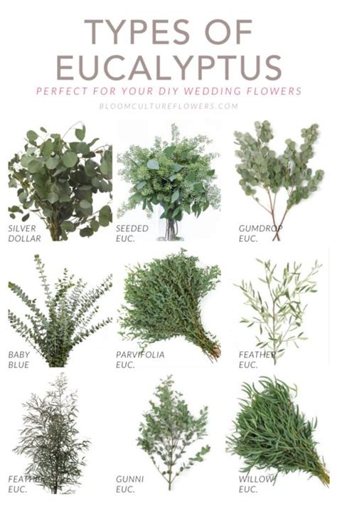 Different types and kinds of beautiful flowers and blossoming plants of the world with a to z list navigation and images. Types Of Eucalyptus | Types of eucalyptus, Diy wedding ...
