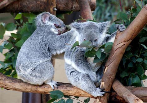 A Photo A Thought Fauna Koala At San Diego Zoo