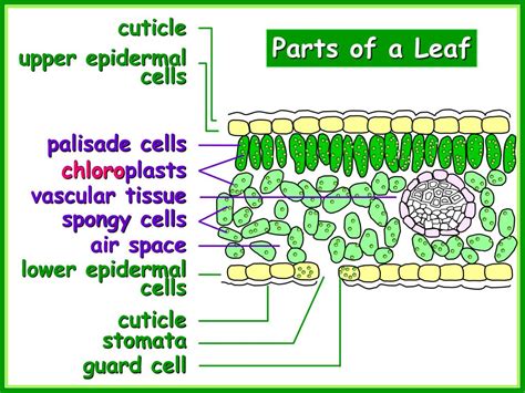 Ppt Leaf Structure Powerpoint Presentation Free Download Id2028969
