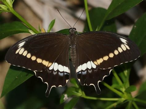 Australian Butterflies Papilionidae Australian Butterflies