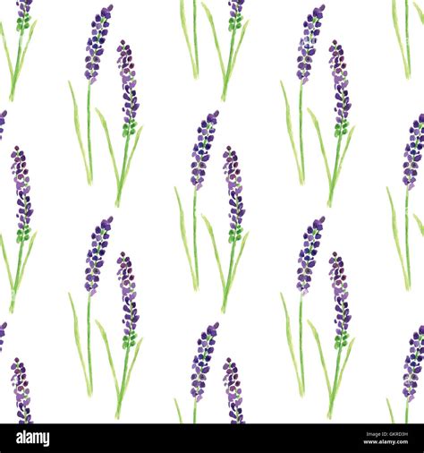 Watercolor Painted Seamless Lavender Pattern Stock Vector Image And Art